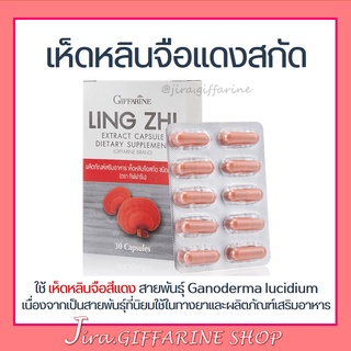 เห็ดหลินจือ เห็ดหลินจือแดงกิฟฟารีน LING ZHI MUSHROOM GIFFARINE