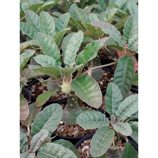 มะพร้าวทะเลทรายใบกลม (Dorstenia Crispa) โขดใหญ่ ราคาคุ้มค่า จำนวน 1 ต้น