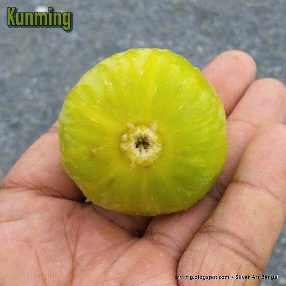 Figs ต้นมะเดื่อฝรั่ง พันธุ์ Kunming (คุณหมิง) กระถาง 6 นิ้ว ลำต้นสูง 30-40 ซม