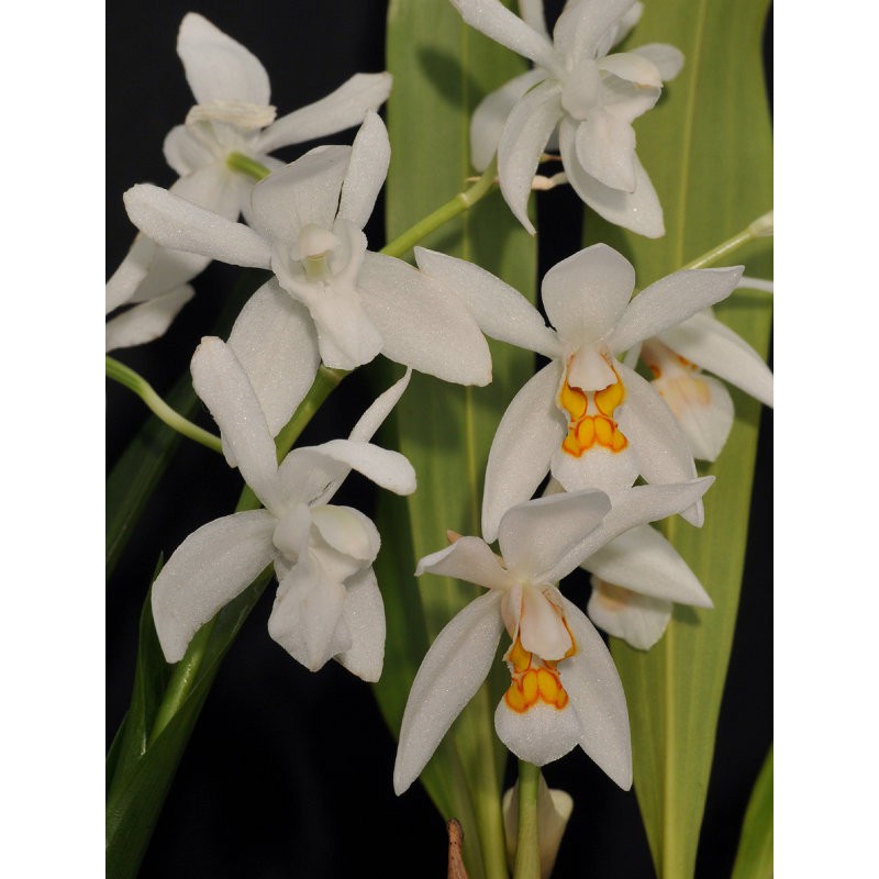 ลดราคา !!! กล้วยไม้เอื้องเทียนสกาวจันทร์ กลิ่นหอม (Coelogyne nitida) 1 ต้น