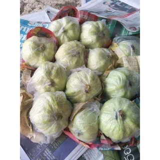 พร้อมส่งด่วน!!!ต้นฝรั่งกิมจู พร้อมลงดิน ไซส์ใหญ่ ให้ผลเร็ว ราคาดีเกือบทุกฤดู หวาน กรอบ อร่อย เมล็ดน้อย