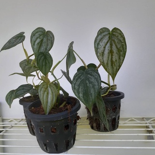 Philodendron brandtianum ฟิโลเดนดรอนแบรนเทียนั่ม