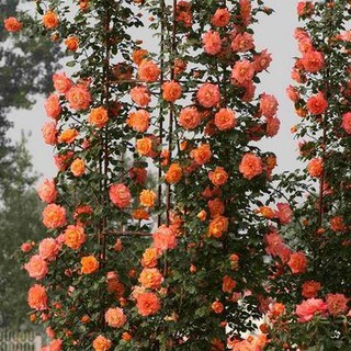 เมล็ดพันธุ์ กุหลาบเถาเลื้อย สายพันธุ์อังกฤษ สีส้ม ดอกใหญ่ Climbing Rose Seeds นำเข้าจากต่างประเทศ 30 เมล็ด