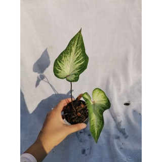 หงษ์สุวรรณ​บอนสี​ กระถาง​ 3​ นิ้ว ไม้ใบ​ ไม้ฟอกอากาศ​ หงษ์สุวรรณ​ บอนสี