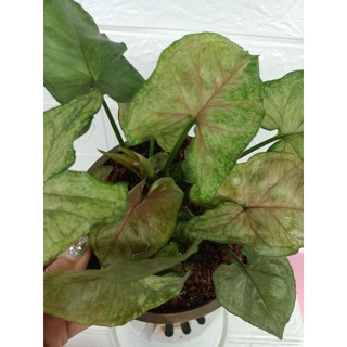 Syngonium strawberry ด่างสวยๆ