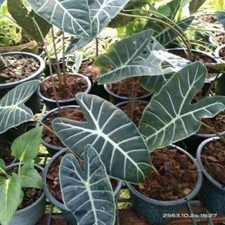 ต้นอโลคาเซีย (Black Alocasia) หรือต้นสตูลดำ ดูแลง่าย ไม้หายาก 1ต้น/แพค