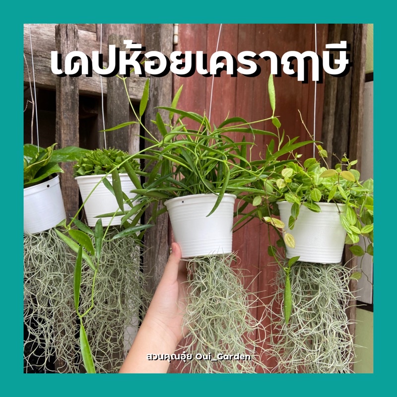 ต้นเดปห้อยเคราฤๅษี พวงแน่นๆ พร้อมกระถางสีขาว4นิ้วและพันลูกมะพร้าว