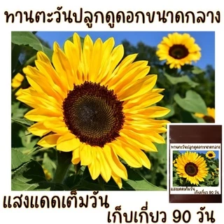 100 เมล็ด ทานตะวันปลูกดูดอกทั่วไป