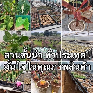 ใบก้ามปูหมัก ร่อนละเอียด ใบก้ามปูแท้ 10 กิโลกรัม