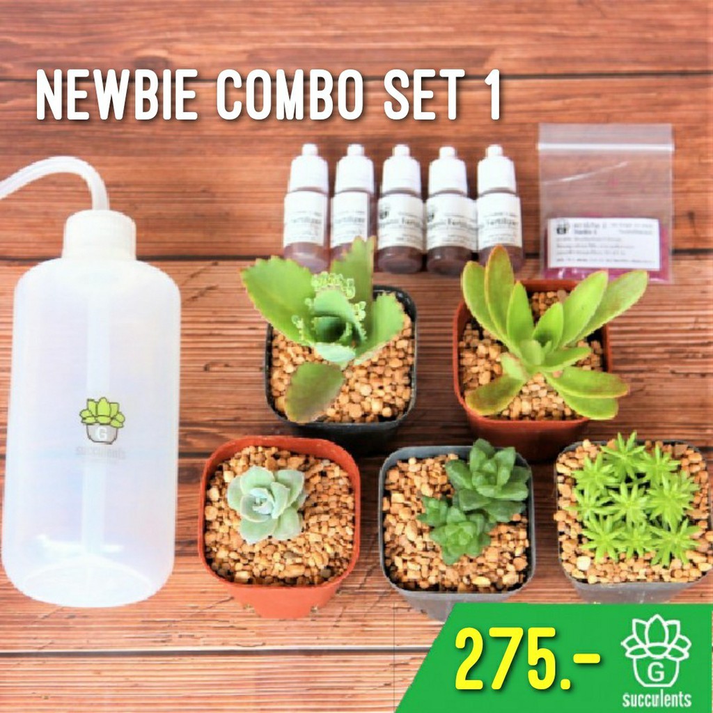 Newbie Combo set 1 เซ็ตมือใหม่หัดปลูกแคคตัสและกุหลาบหิน imported succulents G Succulents กุหลาบหินนำเข้า ไม้อวบน้ำ