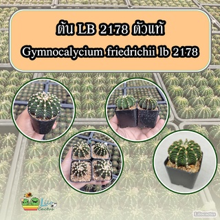 ต้นแคคตัส LB 2178 ตัวแท้ ( Gymnocalycium friedrichii lb 2178 )