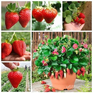 ถูก ใหม่ สายพันธุ์ปลูกง่าย ปลูกได้ทั่วไทย 50 Pcs Strawberry Seeds Rare Bonsai Giant Climb Fruit Seeds Indoor Garden S 2I