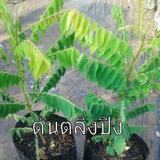 ต้นตะลิงปลิง/ผลไม้รสเปรี้ยว ติดผลดก