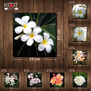 กรอบลอย ติดผนัง ภาพดอกไม้ ดอกลีลาวดี (ขนาด 25x25 ซม.)