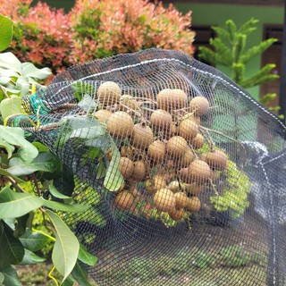 10 pcs Brongsong Buah Kelengkeng di Pohon 35x55 cm Lengkap Tali 10 Kantong Brongsong Brongkos Matoah Klengkeng Bungkus Blongsong - Pelindung Hama Kelelawar Codot Buah-buahan Jaring Langsung di Pohonnya