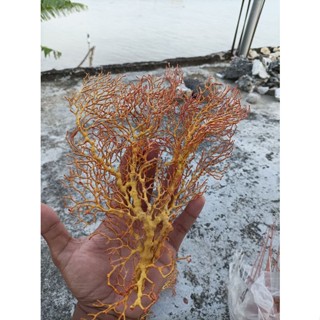 Bhr Root Coral Flower ของแท้