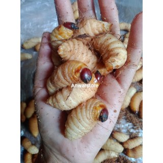 Jual ulat sagu umpan pancing super gacor per ekor