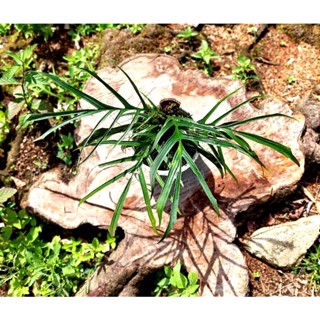 Raphidepora Beccari คุณภาพเยี่ยม