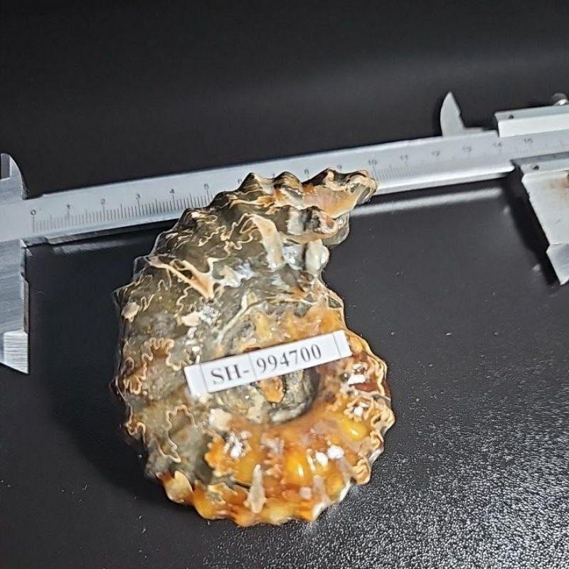 Ammonite MADAGASCAR HQ NATURAL STONE