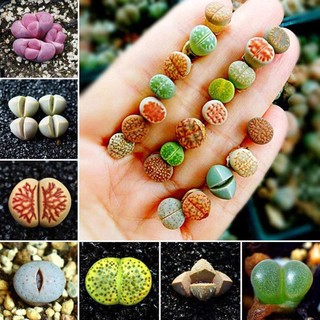 Bibit Benih Sukulen Lithops Mix (5 Butir)