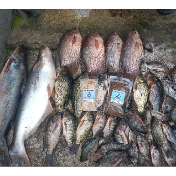 781 Choya + เอสเซ้นส์