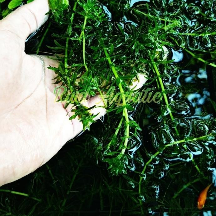 (ดี) Hydrilla - Aquascape Plants