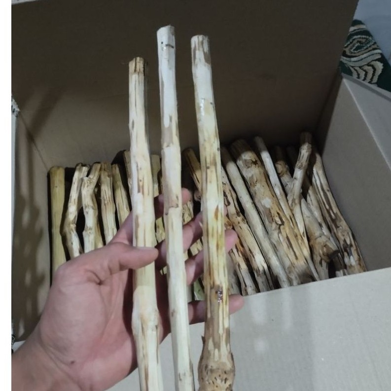 SENGANI STEM Aquascape ยาว 30 ซม.