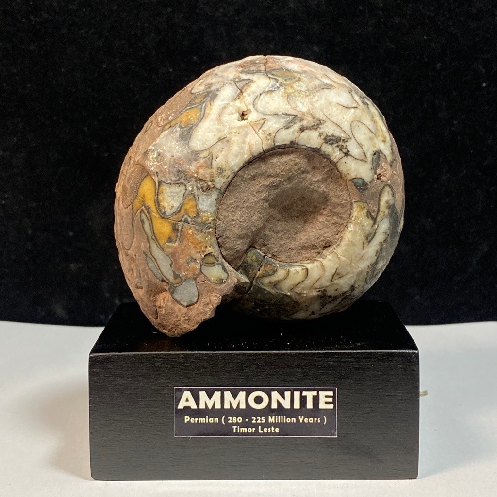 330Gr Ammonite ฟอสซิลมังกรหลากสี - Ammonite Full Suture Calcite - 3 สี