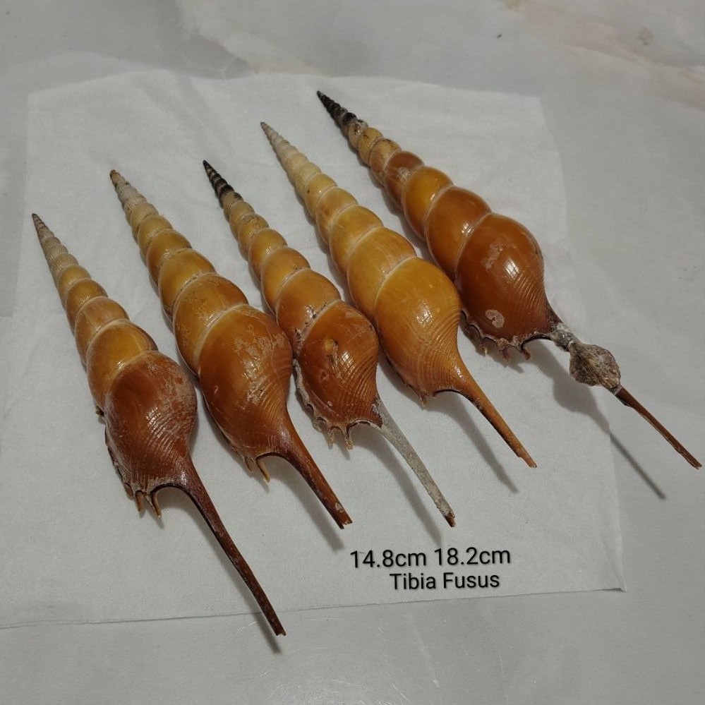 Tibia Fusus collection shell 5 ชิ้น