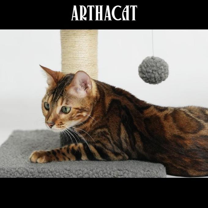 Lansungkirm- Cat Tree Kotur - Arthacat Cat House