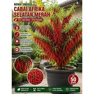 Bibit Tanaman/benih cabai afrika selatan ory