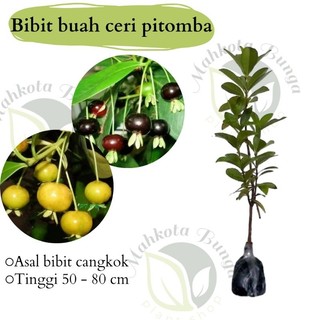 Bibit Buah Cherry Brazil Black Pitomba - Cherry Grumichama Premium - yellow pitomba