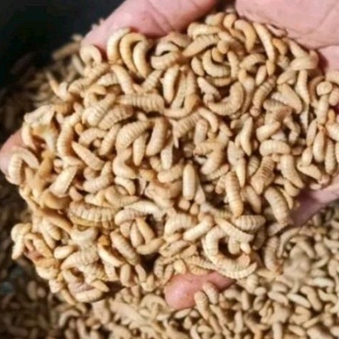 BSF MAGGOT 150GRAM**