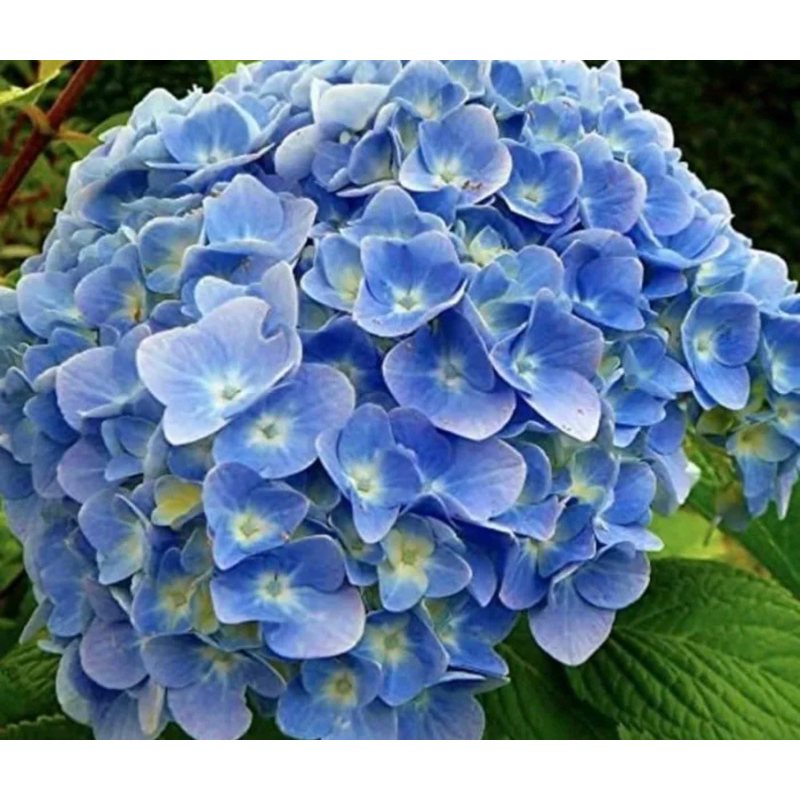 พันดอก 250gr********