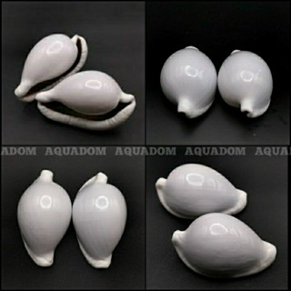 เปลือกหอยไซปราเอีย OVULA OVUM EGG COWRIE