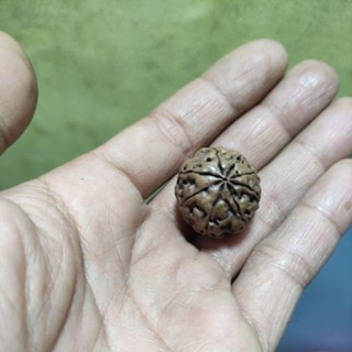 Rudraksha mukhi 8th จี้ขนาด 20-23 มม. ของแท้