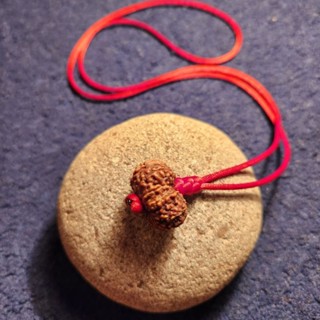 Rudraksha mukhi สร้อยคอ 11th