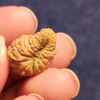 Rudraksha 20 กรวย Mukhi