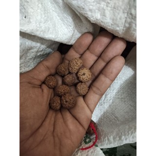 Rudraksha เมล็ดพันธุ์ 16 มม. 1 กิโลกรัม รูแล้ว