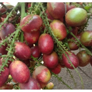 matoa nyus daging tebal 1kg