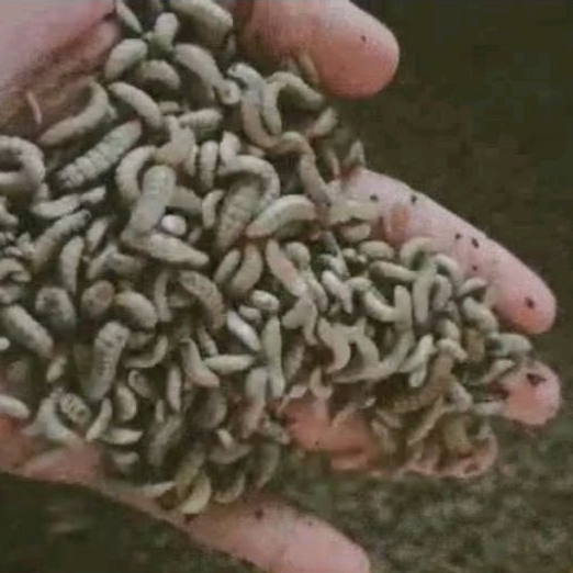 BSF MAGGOT 100GRAM**