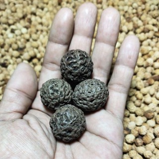 Rudraksha mukhi 6 ขนาด 20_23 มม. 4 ชิ้น