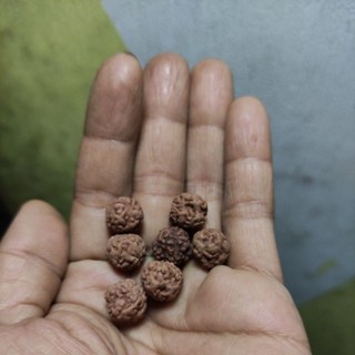 Rudraksha o mukhi 110 ชิ้น