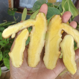 TEMU MANGGA SEGAR (Curcuma mangga) berat 1000 gram