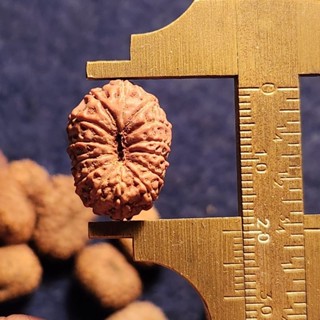 Mukhi 14 Rudraksha ขนาดใหญ่