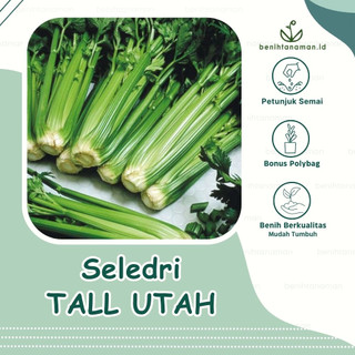 150 Biji - Benih Seledri Tall Utah, Seledri Batang Besar