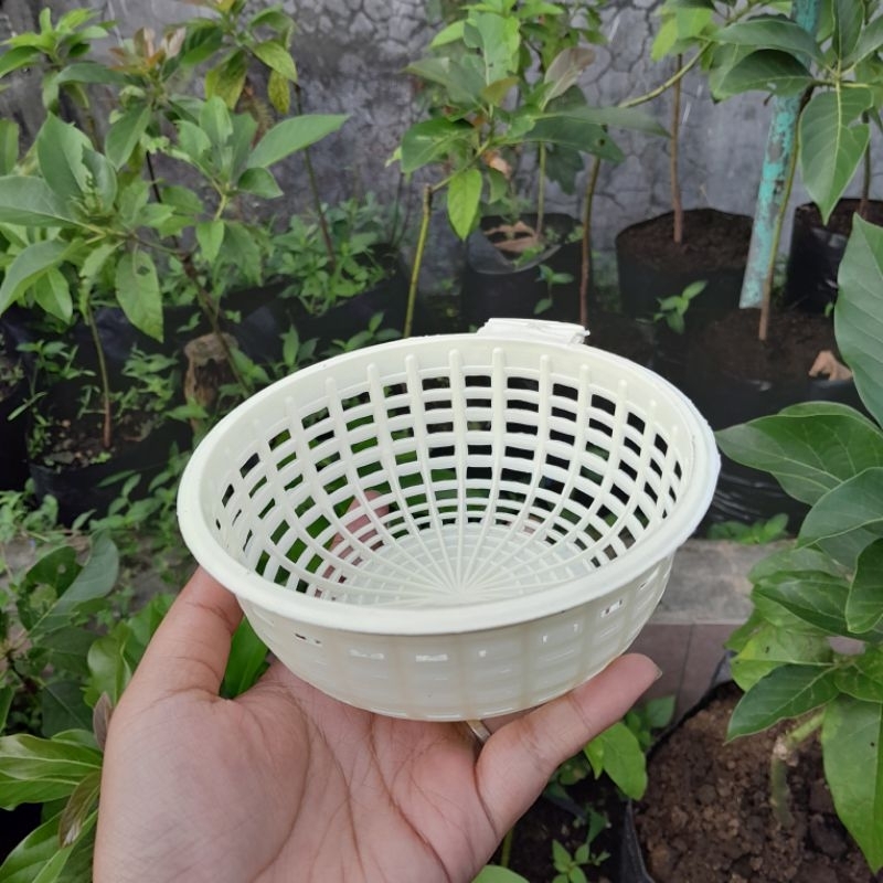 ELITE SHN ROUND SUSH รังพลาสติก