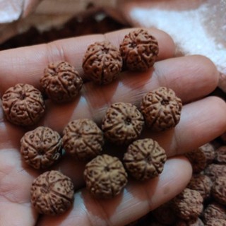 Rudraksha mukhi 6 ขนาด 13_15 มม. 110 ชิ้น