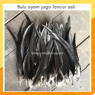 ของแท้ ขนไก่ดํา - BANGKOK ตัวผู้ ขนไก่ จ่ายที่ KEDIRI, East Java, JATIM