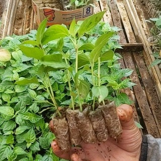 DIARY PETANI - Paket 30 Bibit Cabe Rawit Setan Siap Tanam